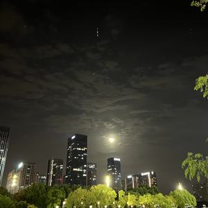 我爱上一只麻雀