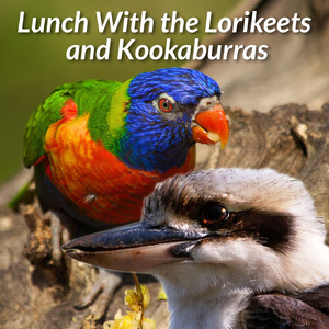 Featuring Weebill, Striated Pardalote, Grey-Crowned Babbler And Blue-Winged Kookaburra