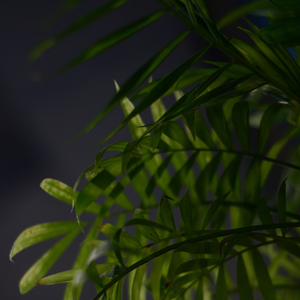 Duchovní Probuzení