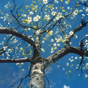 枯木逢春’PoP Guitar X Jersey Club Type Beat‘