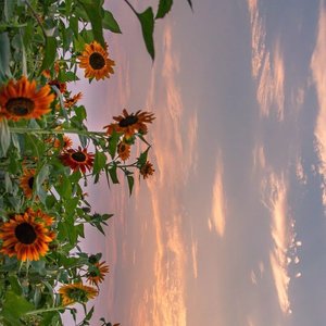 关于郑州的记忆（吉他版）（翻自 逼哥）