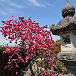 春の愛が始まる(World Peace Song)