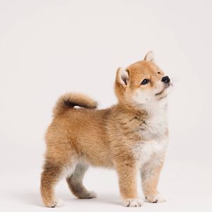 美丽的神话 竹笛二重奏