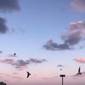 鱼与天空的午夜对白