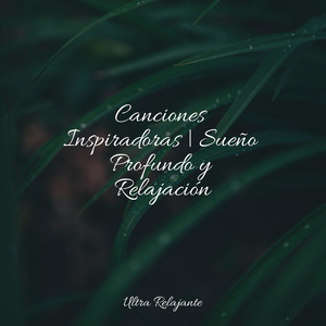 Hamaca En Los Árboles