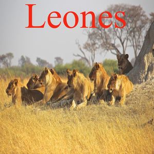 Leones