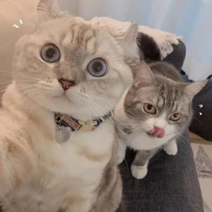 化身孤岛的鲸(原唱：周深)