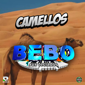 Camellos