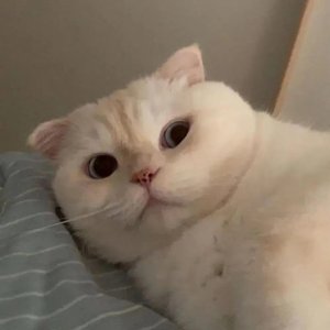 他们