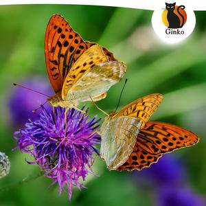 Butterfly Kiss