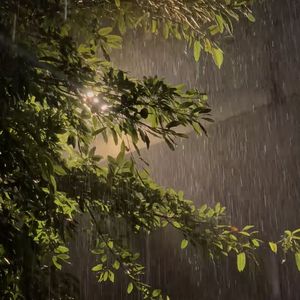 August Rain