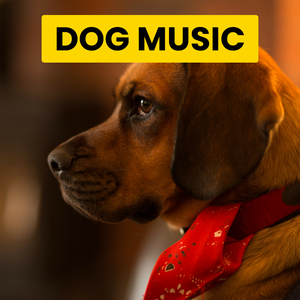 Vibe for Cats on Sunday