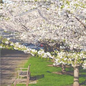 蓝（翻自石白其）