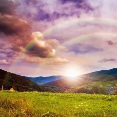 石楠玫瑰(G.朗格)