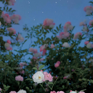 红豆（钢琴版）