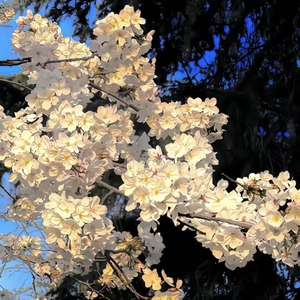 离别久，不重逢