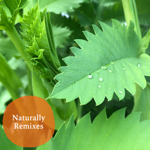 Naturally (A Cappella)