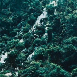 东方树叶（Prod.Averatec）