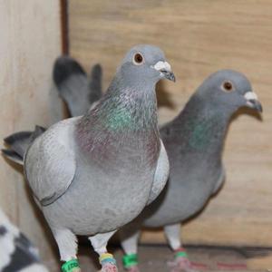 鸽以咏志（咕咕咕）