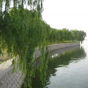 悲伤追我三万里 (烟嗓版)