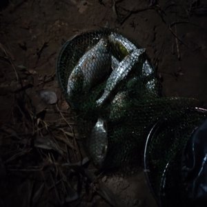 核污染之大自然的控诉demo