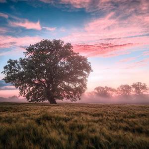 Morning light