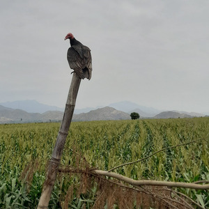 His Feets (FL Studio Mobile)