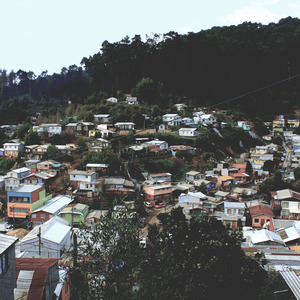 Bosque