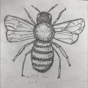 Baltimore (Honeybee)