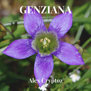 Genziana