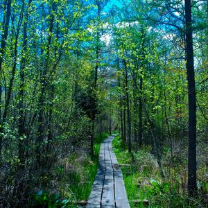 风吹杨柳（钢琴）