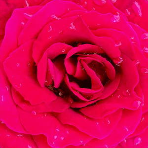 Visualise (feat. Mel Steinberg)