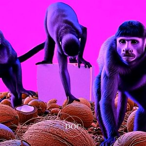 Côco do Macaco