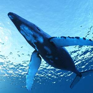 新安我的故乡（feat. 小乐）