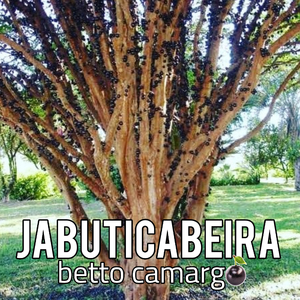 Jabuticabeira