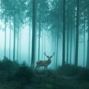 去追一只鹿（翻自 小时姑娘）