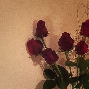 红蔷薇白玫瑰（remix）