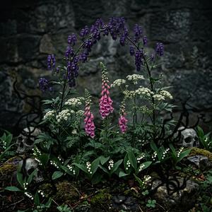 Digitalis