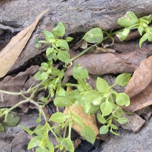 V.K克-琴之翼-(cover)（安•戴尔 remix）