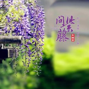 问紫藤
