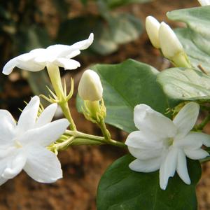 Jasmine