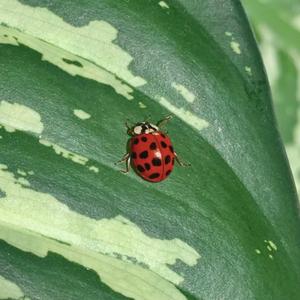 Ladybug