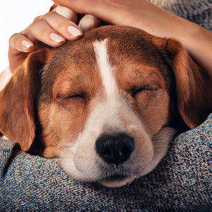 Ritmo Relajante Para Mascota