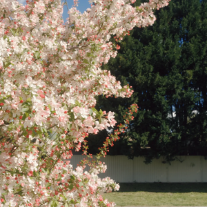 阳光下的花瓣阿