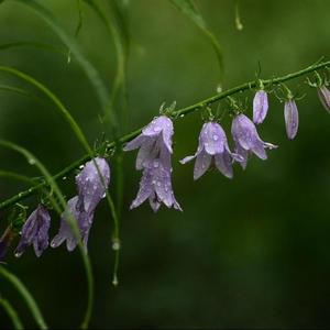 自然之雨 灵感之泉