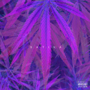 Sativa