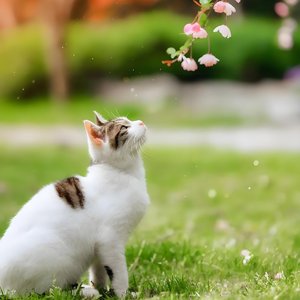 春日晴空未迟来