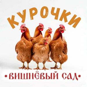 Курочки