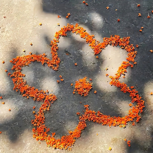 向云端_Orange_C..m4a