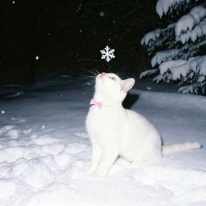 整个冬天都是你